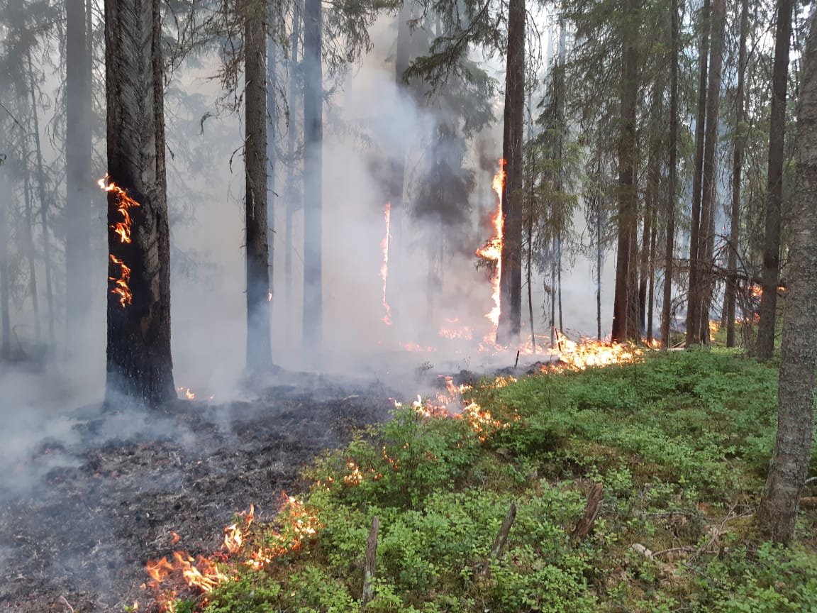 Высокий класс пожарной опасности установлен в пяти районах Вологодчины