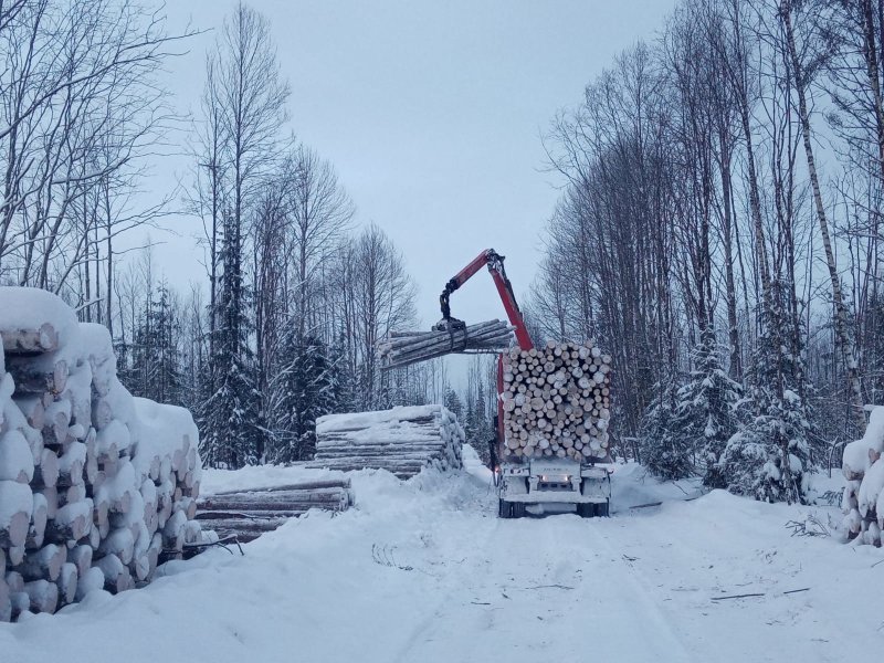 В Вологодской области сформировали межведомственную комиссию для проверки договоров аренды лесных участков
