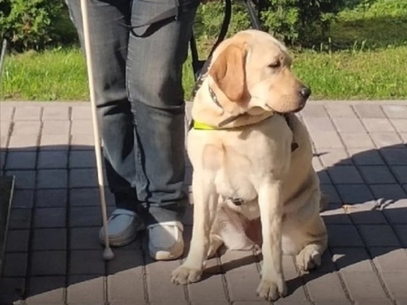 Памятник собаке-поводырю установят в Вологде