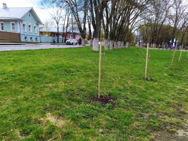 100 саженцев березы высадили в столице Вологодской области