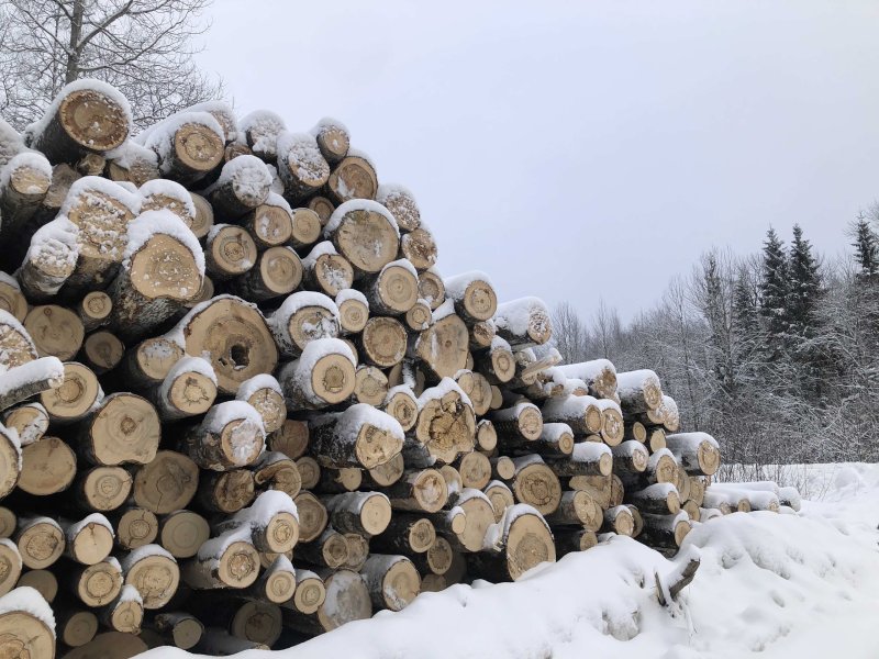 В Вологодской области изменен порядок заготовки древесины гражданами для собственных нужд