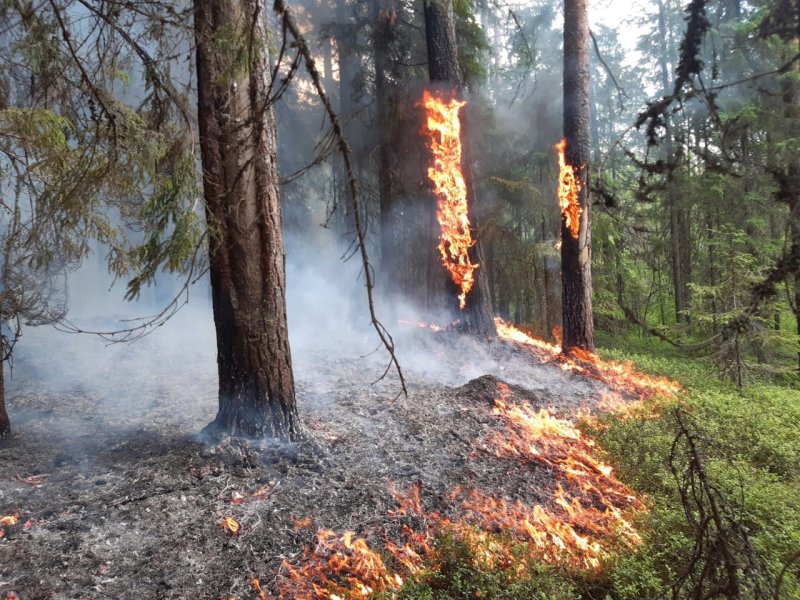 Противопожарные работы стартовали в лесах Вологодчины