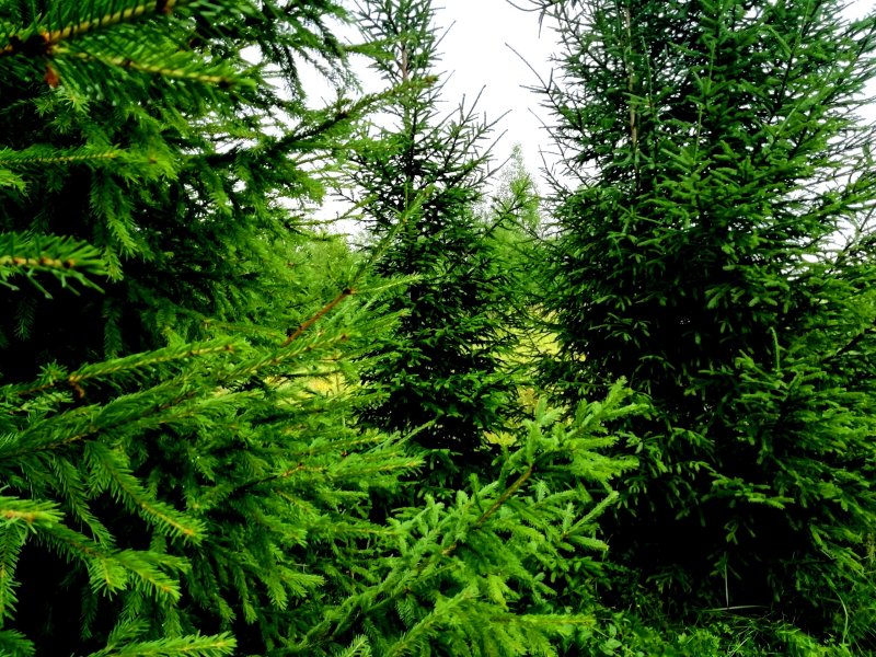 Свыше сотни охотпользователей заняты в сфере охотничьего хозяйства Вологодчины