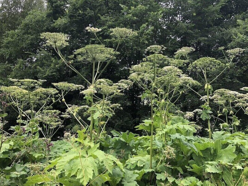 В Вологде планируют обработать более 70 га территорий от борщевика